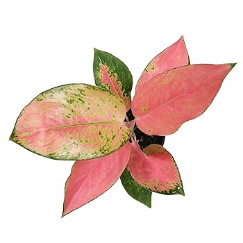 米山舞　everlasting plants Delosperma x KALEIDOSCOPE™ 'Razzle Dazzle' hardy ice plant